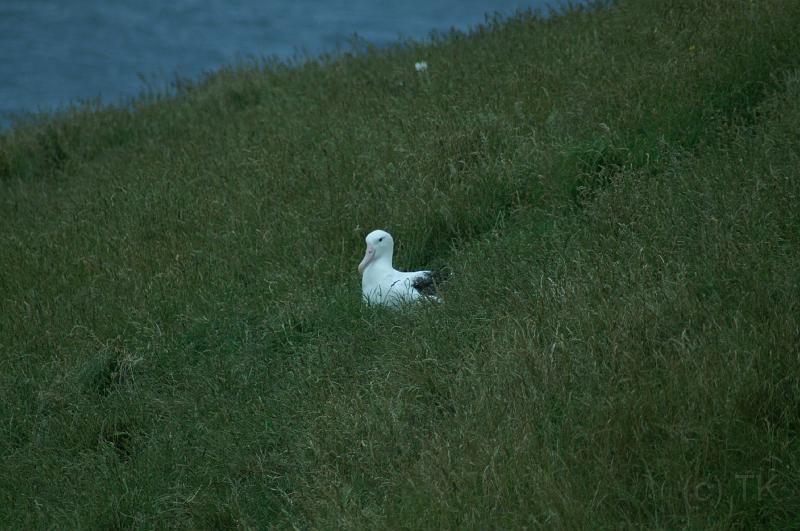 PICT94327_090116_OtagoPenin.jpg - Taiaroa Head, Otago Peninsula (Dunedin): brütender Royal Albatross